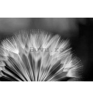 Fototapet vlies: Păpădie alb-negru - 104x70,5 cm