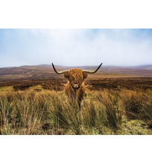 Fototapet vlies: Vitele din Highland (1) - 254x184 cm