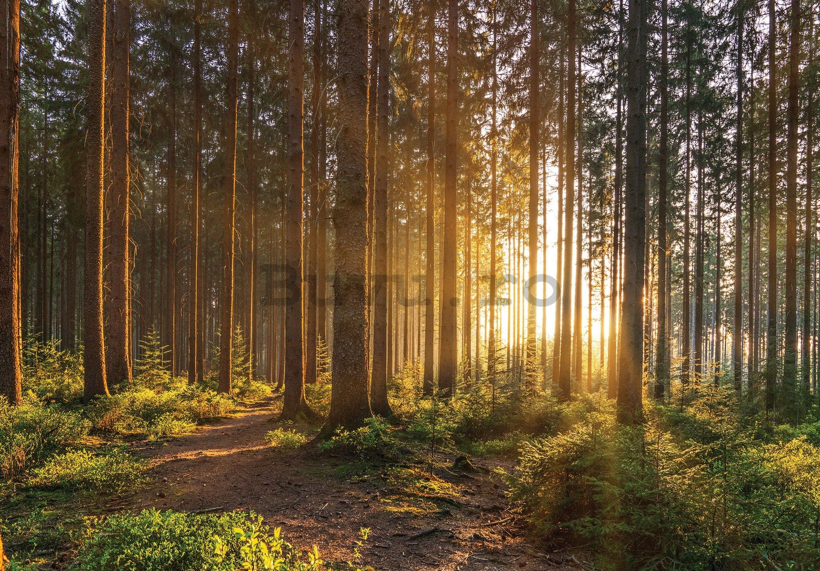 Fototapet vlies: Apus de soare în pădure (2) - 254x184 cm