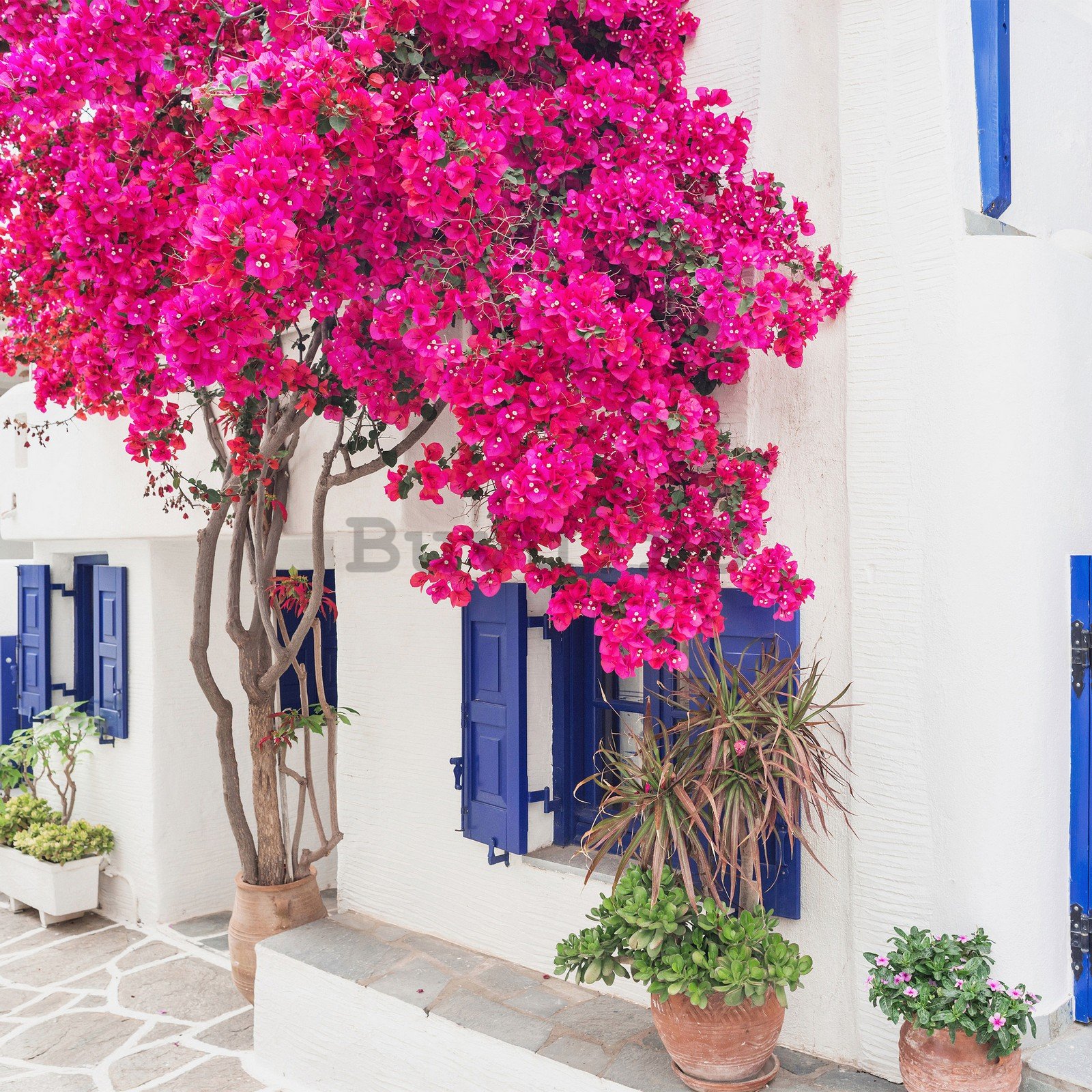 Fototapet vlies: Flori de stradă grecească (3) - 254x184 cm