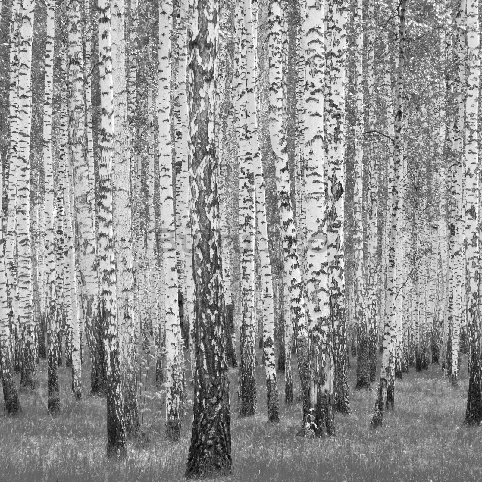 Fototapet vlies: Mesteacan alb-negru - 254x184 cm