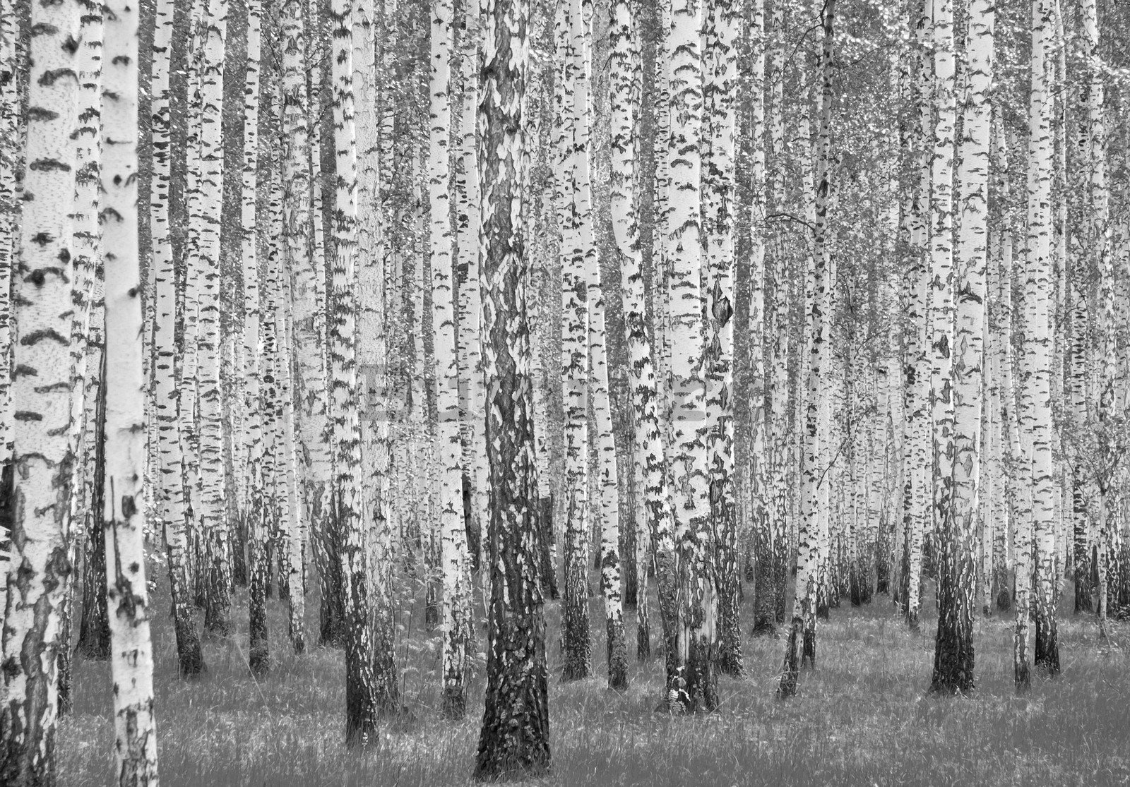 Fototapet vlies: Mesteacan alb-negru - 254x184 cm