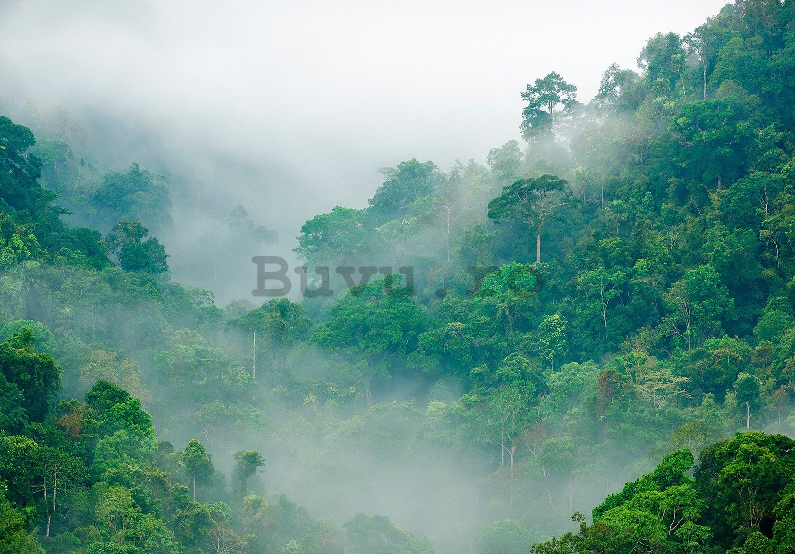 Fototapet vlies: Pădurea tropicală - 368x254 cm
