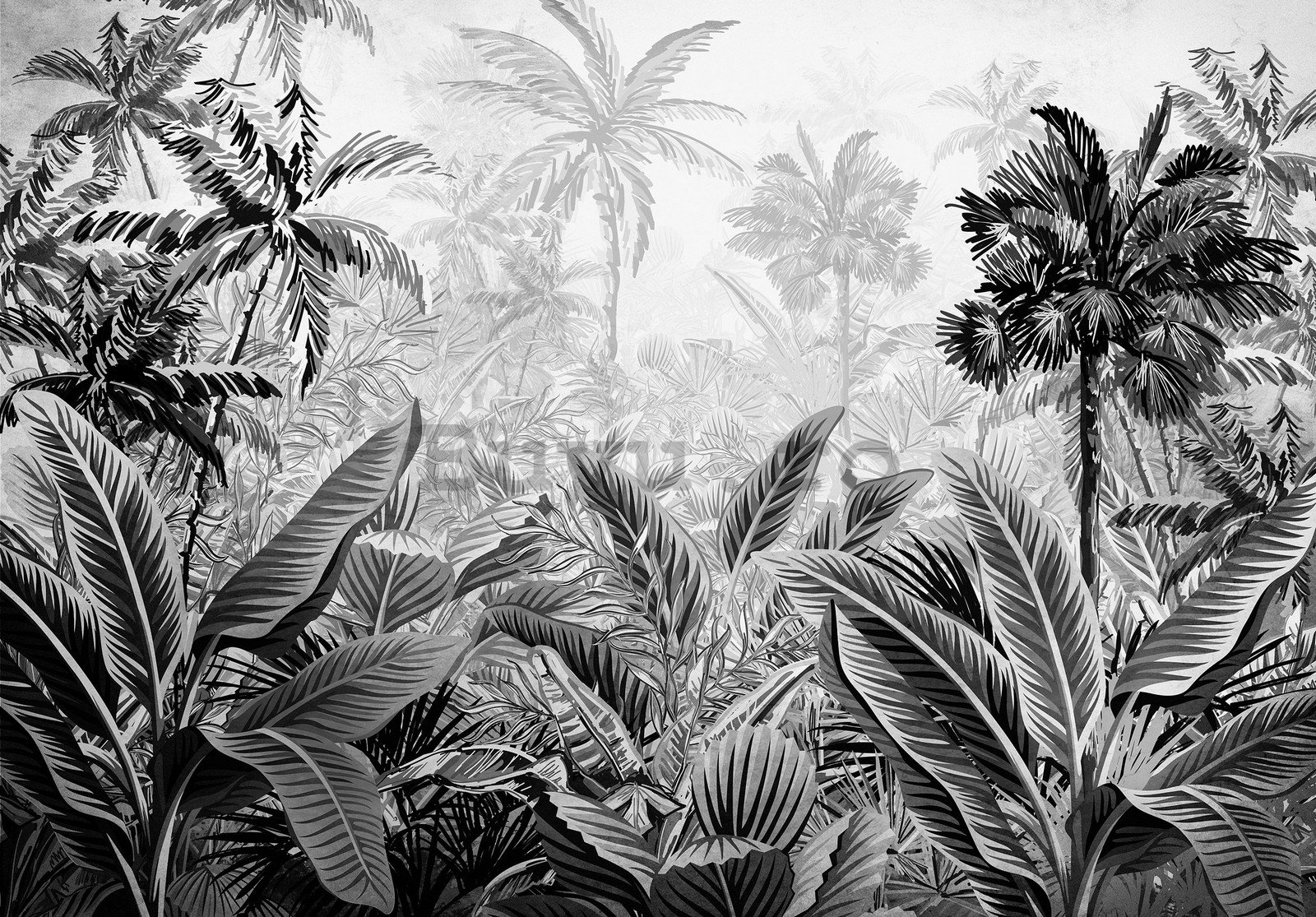 Fototapet vlies: Palmieri și ferigi (alb-negru) - 368x254 cm