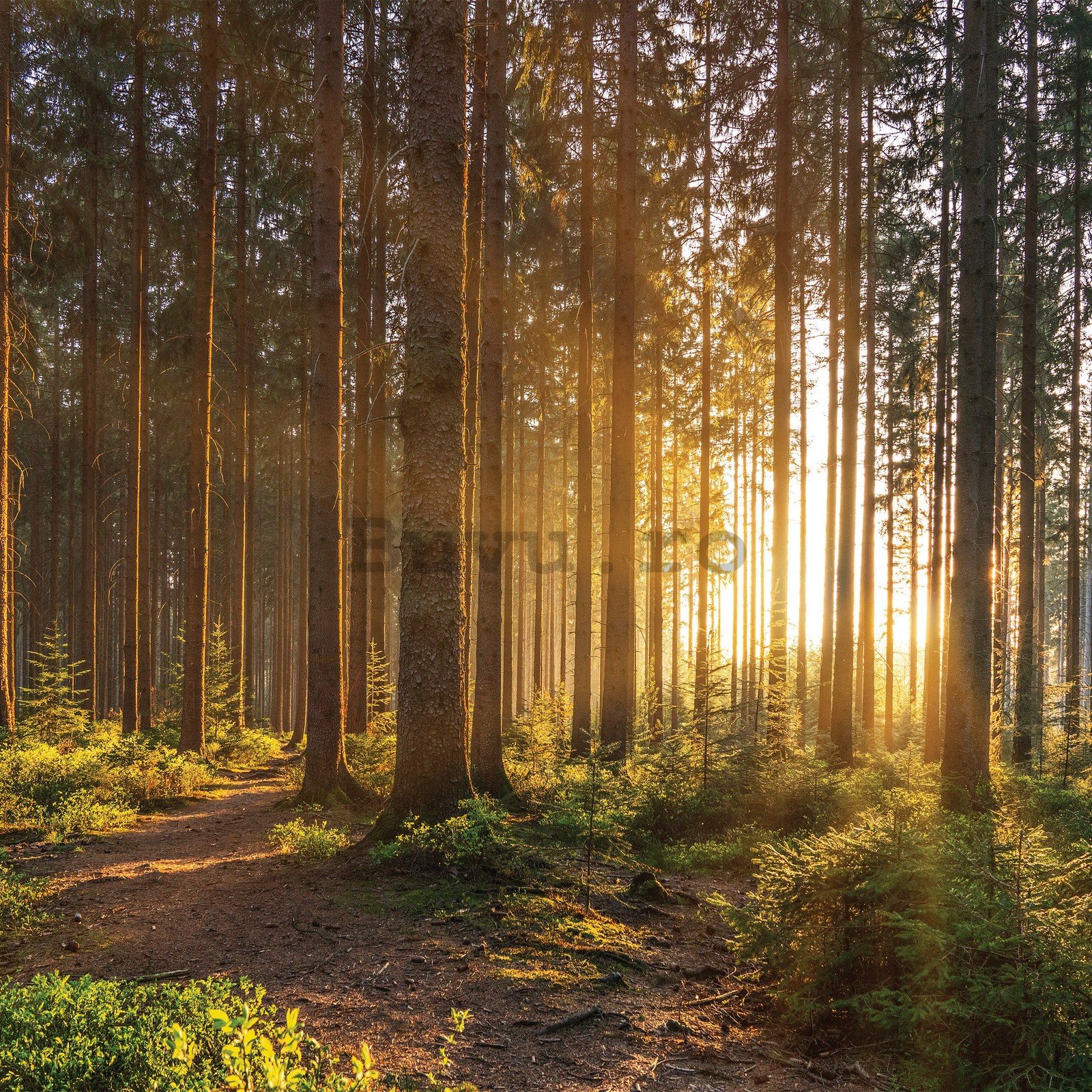 Fototapet vlies: Apus de soare în pădure (2) - 368x254 cm