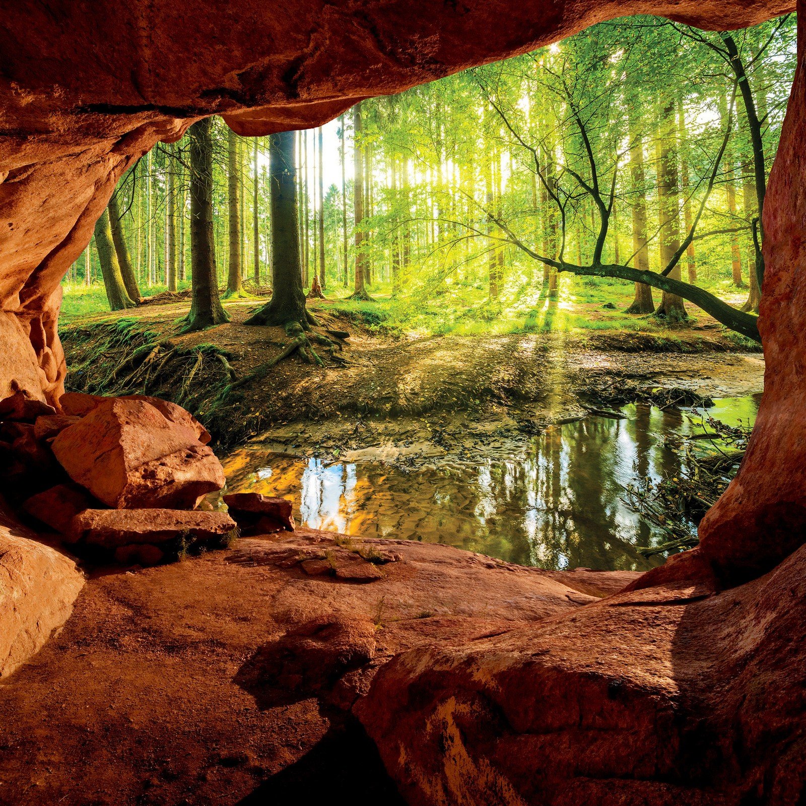 Fototapet vlies: O peșteră lângă o pădure inundabilă - 368x254 cm
