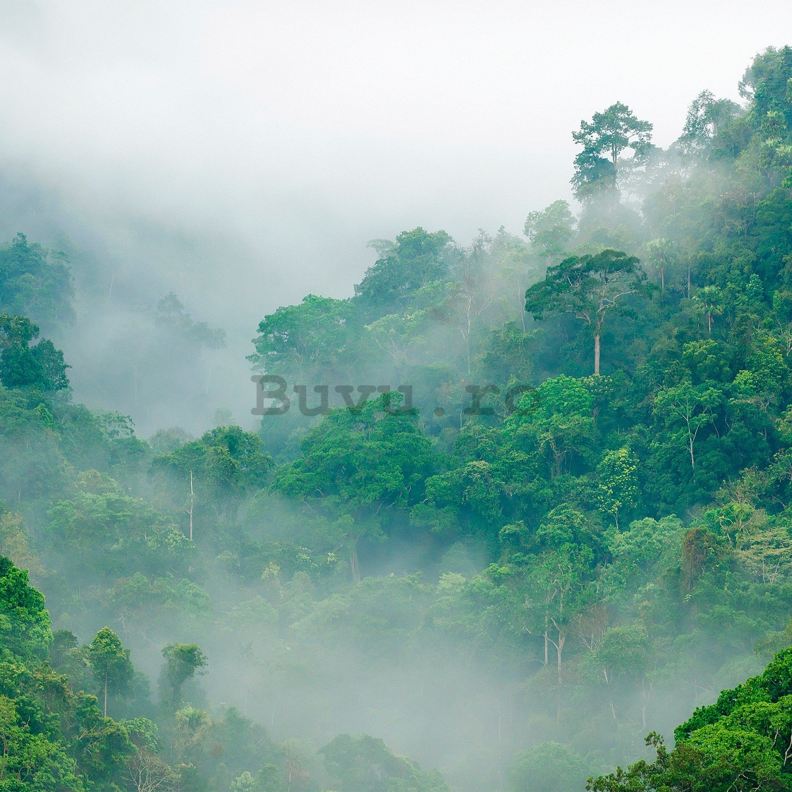 Fototapet vlies: Pădurea tropicală - 152,5x104 cm