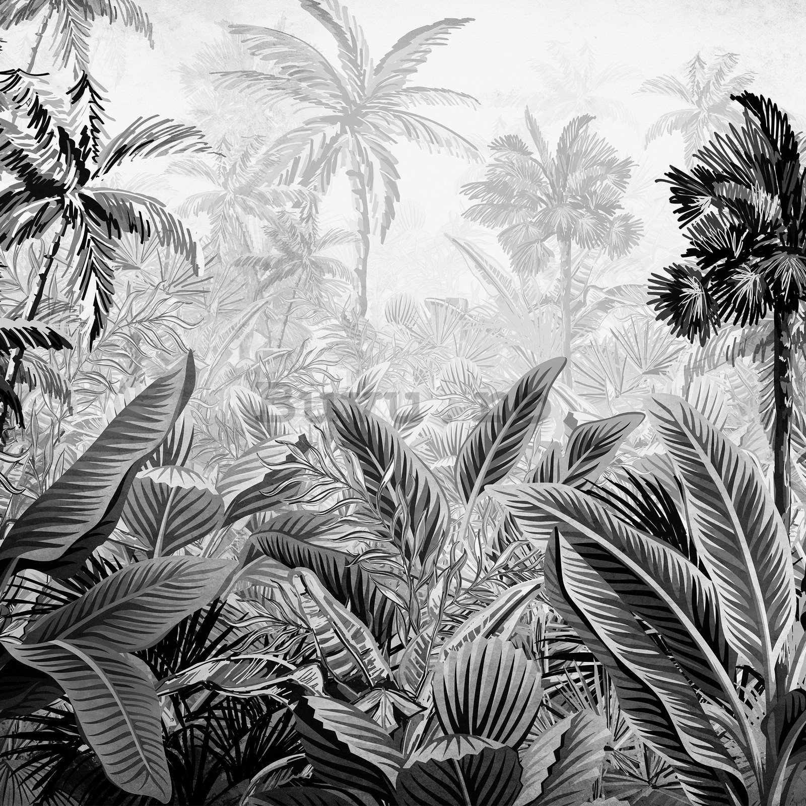 Fototapet vlies: Palmieri și ferigi (alb-negru) - 416x254 cm