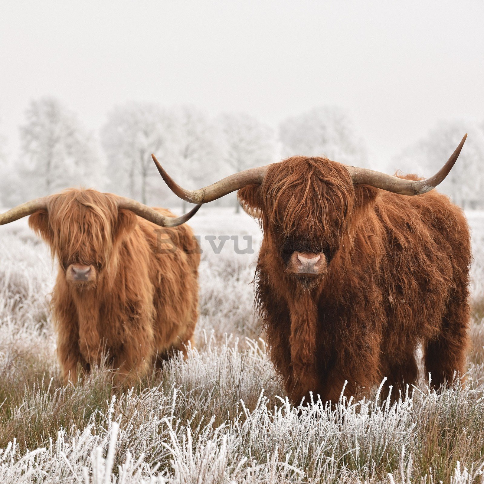 Fototapet vlies: Vitele din Highland (2) - 416x254 cm