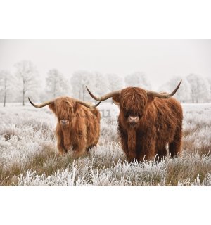 Fototapet vlies: Vitele din Highland (2) - 416x254 cm