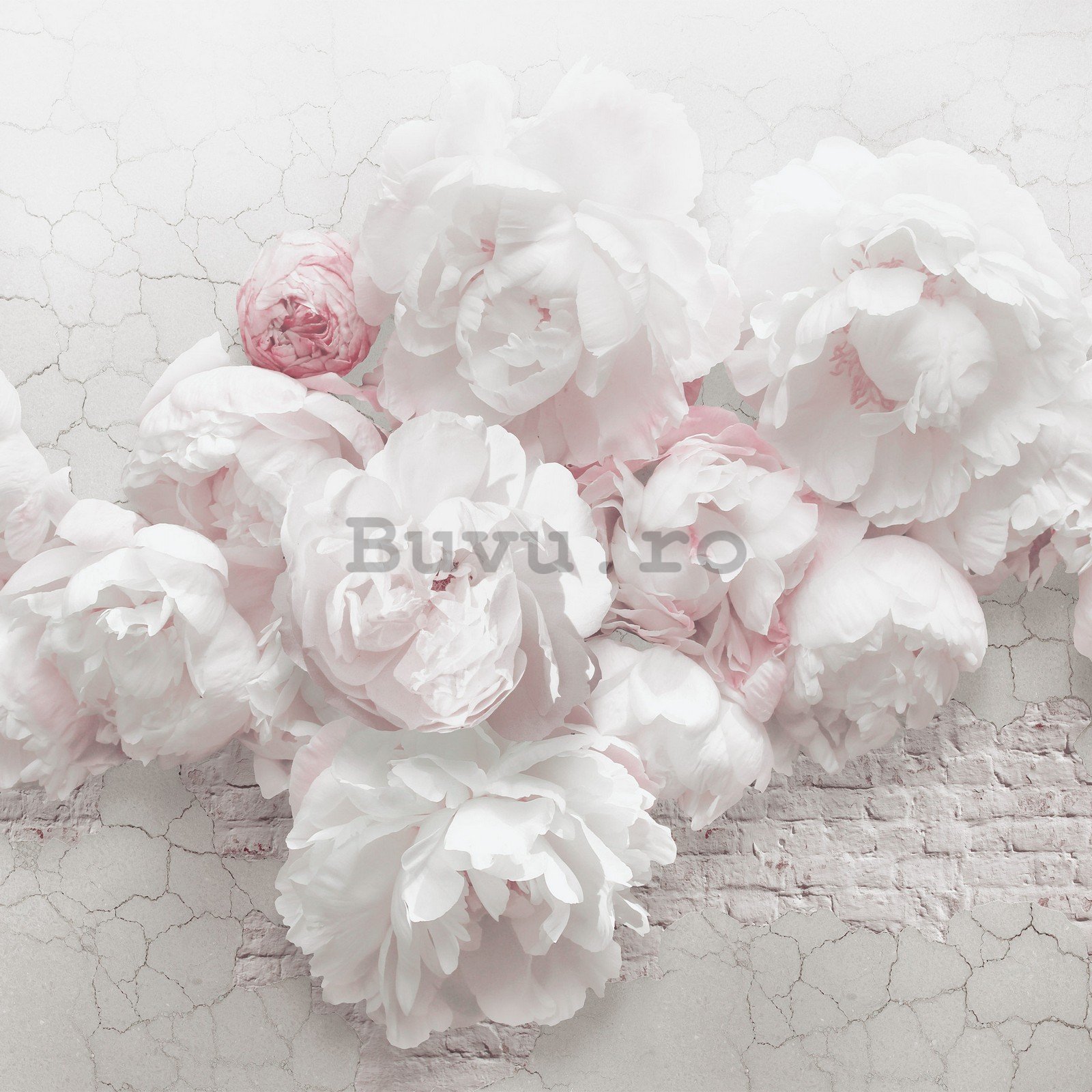 Fototapet vlies: Trandafiri albi pe perete - 416x254 cm