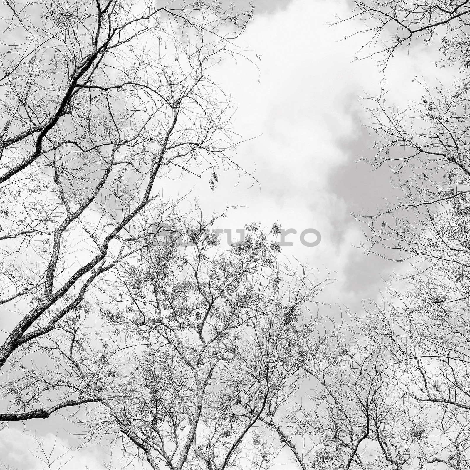 Fototapet vlies: Cerul de iarnă - 416x254 cm