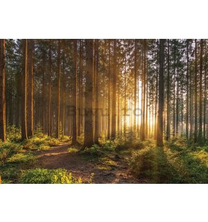 Fototapet vlies: Apus de soare în pădure (2) - 416x254 cm