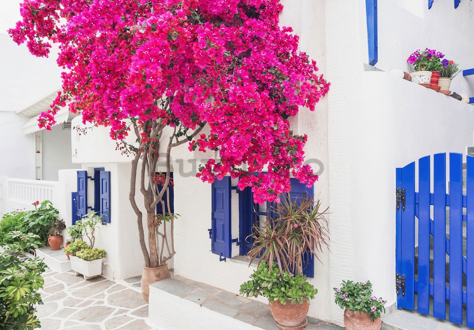 Fototapet vlies: Flori de stradă grecească (3) - 416x254 cm