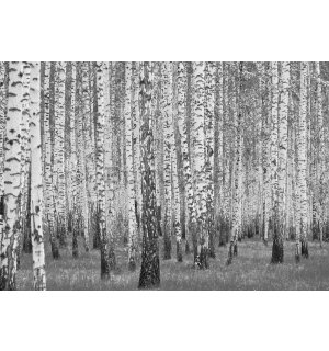 Fototapet vlies: Mesteacan alb-negru - 416x254 cm
