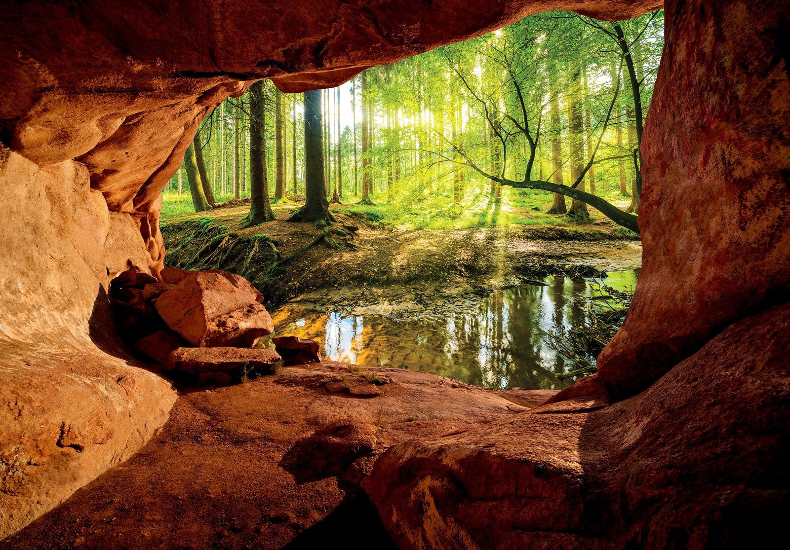 Fototapet vlies: O peșteră lângă o pădure inundabilă - 416x254 cm