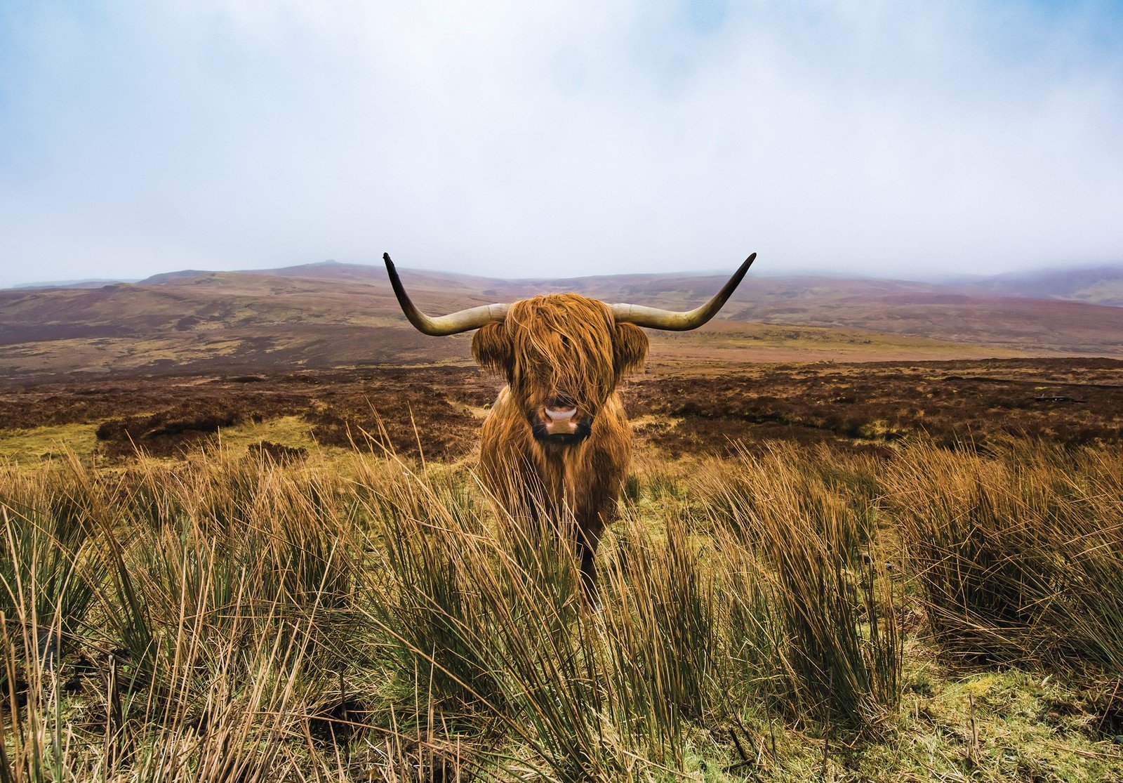 Fototapet vlies: Vitele din Highland (1) - 152,5x104 cm
