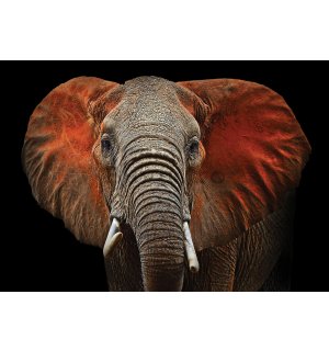 Fototapet: Elefant (detaliu) - 254x368 cm