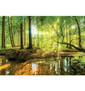 Fototapet vlies: Pădurea inundată - 152,5x104 cm