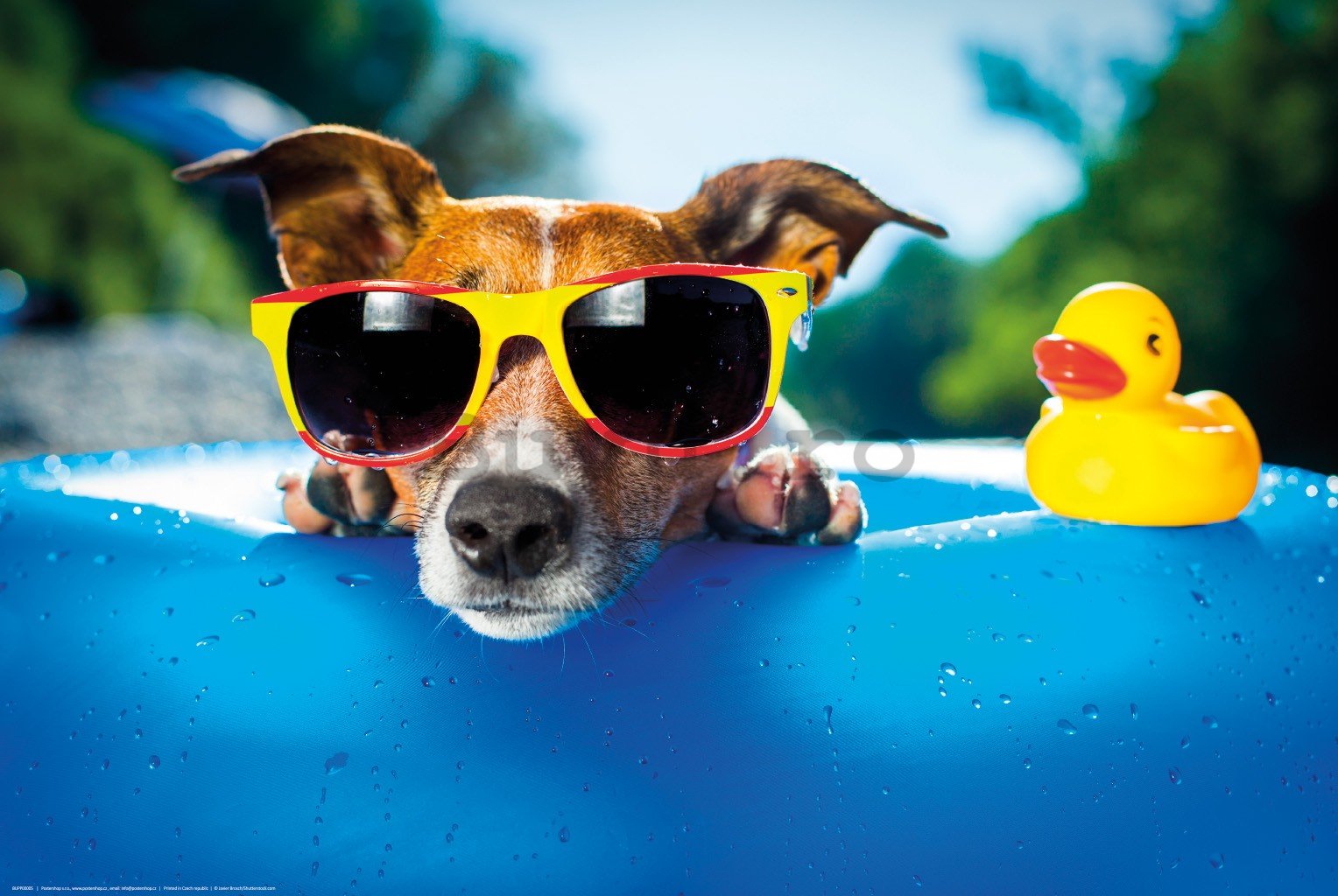 Poster: Jack Russell Terrier (relaxându-se în piscină)