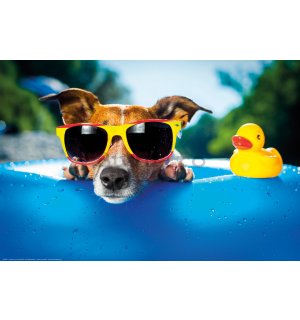 Poster: Jack Russell Terrier (relaxându-se în piscină)