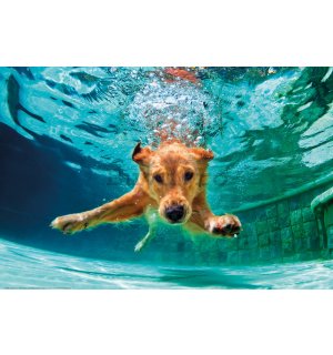 Poster: Câine sub apă