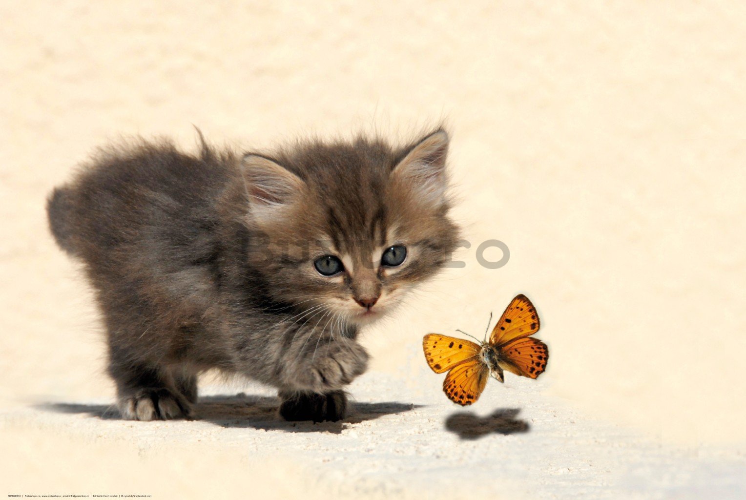 Poster: Pisicuta si fluture