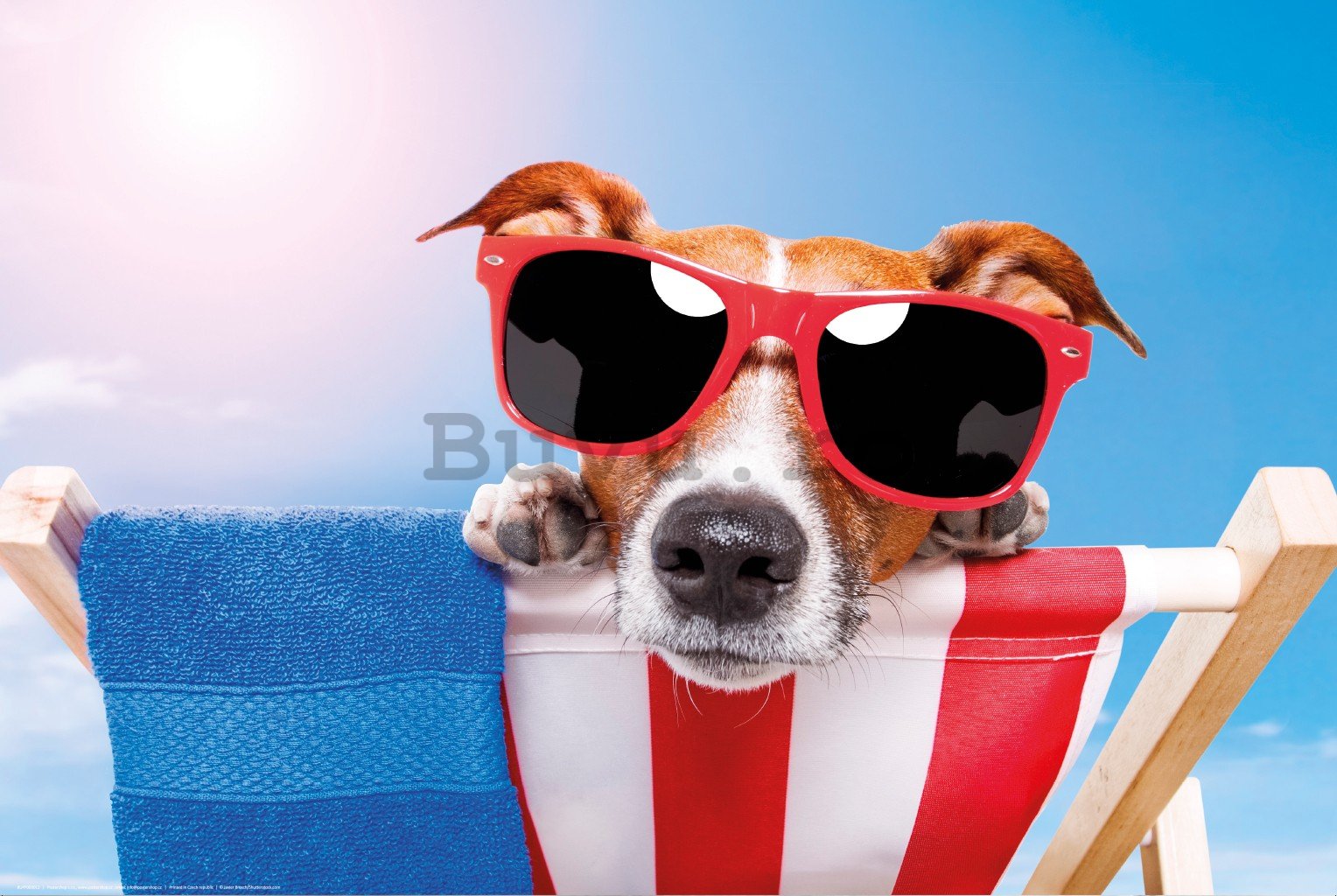 Poster: Jack Russell Terrier (confort pe plajă)