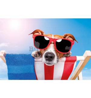 Poster: Jack Russell Terrier (confort pe plajă)