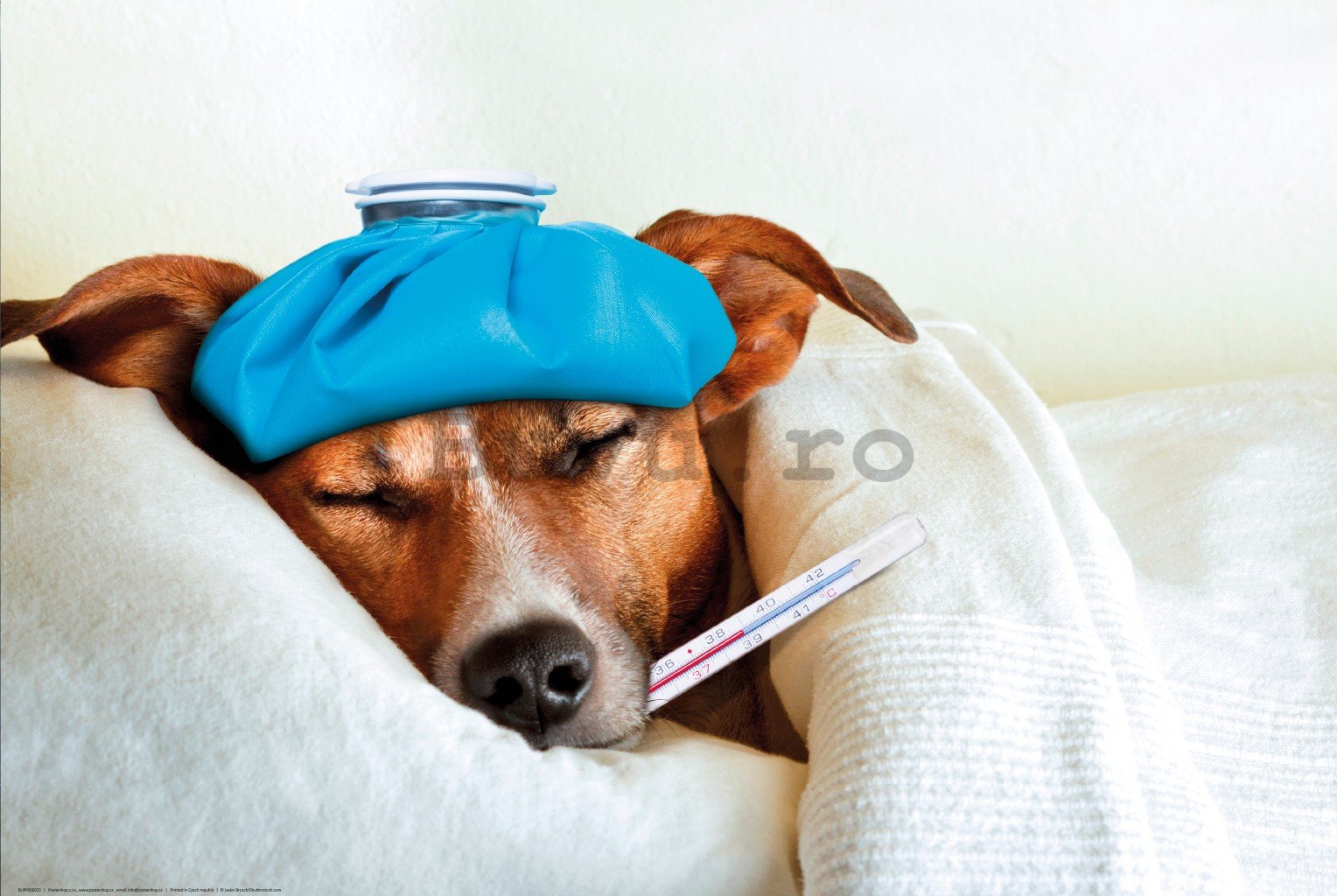 Poster: Jack Russell Terrier (boală)