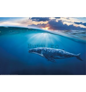 Poster: Balena uriașă (balena albastră)