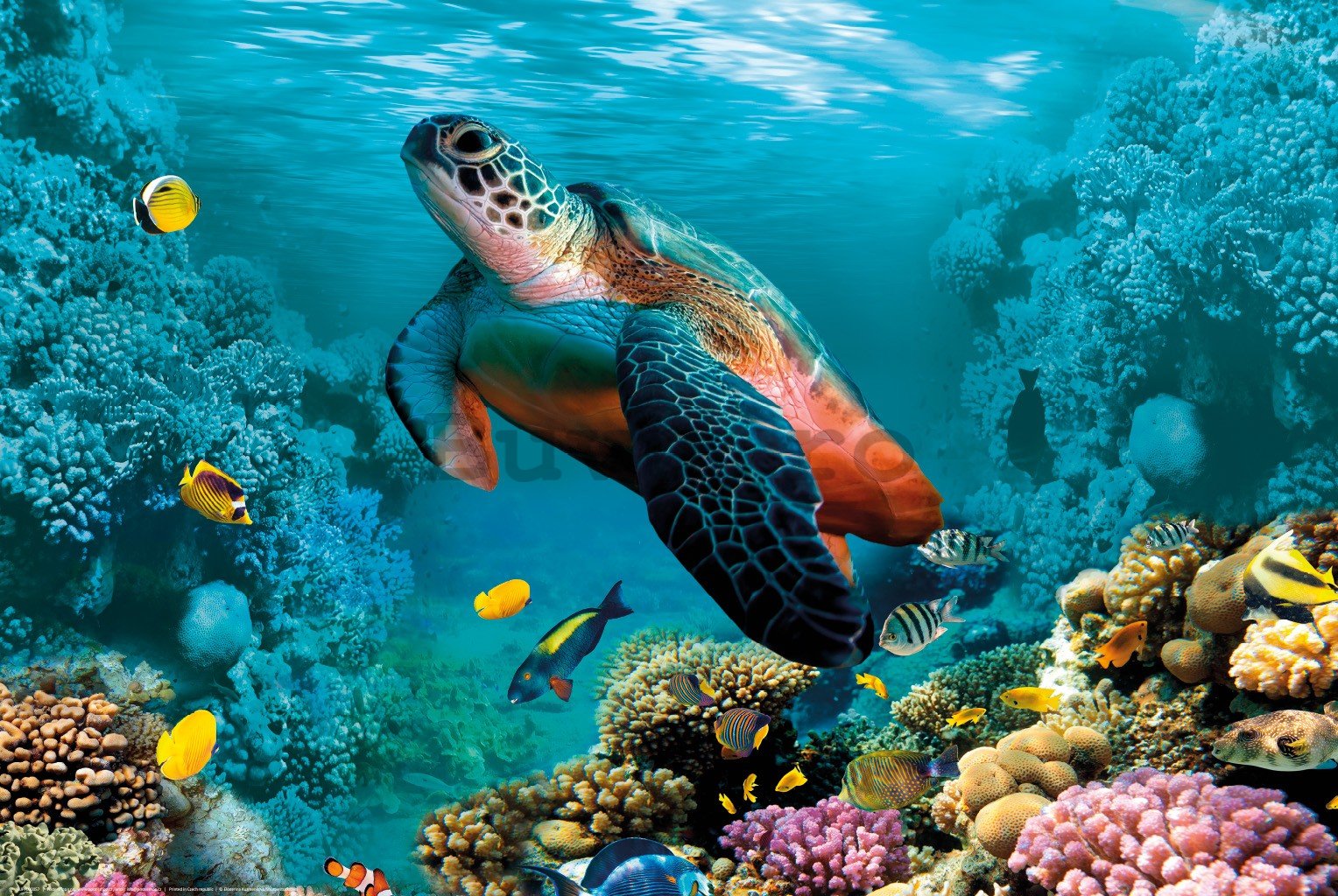 Poster: Viața subacvatică (broaște țestoasă și corali)