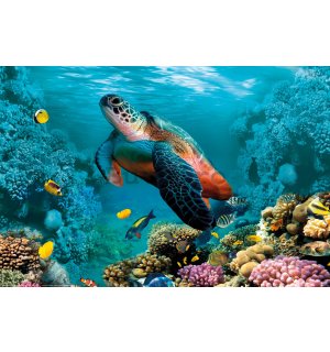 Poster: Viața subacvatică (broaște țestoasă și corali)