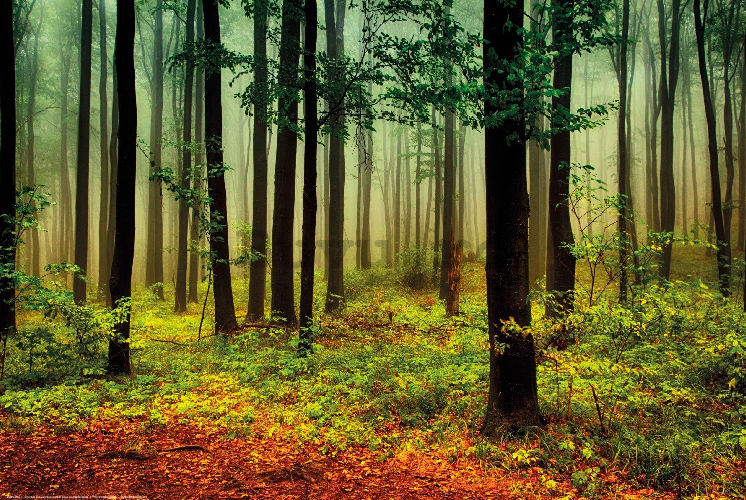 Poster: Ceață în pădurea verde