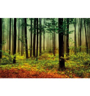 Poster: Ceață în pădurea verde