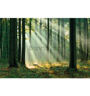 Poster: Raze de lumină într-o pădure verde