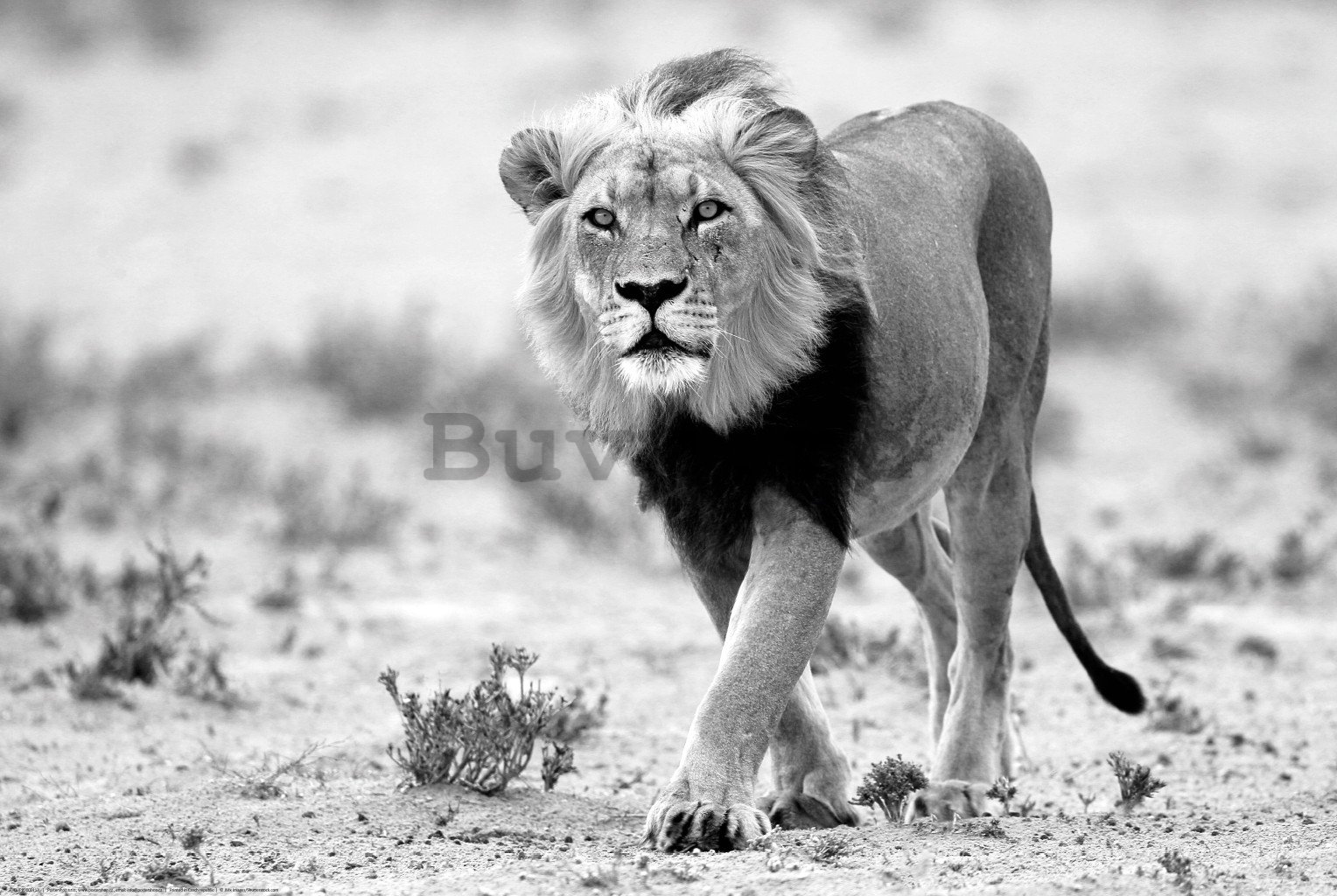 Poster: Leu alb-negru, deșertul Kalahari