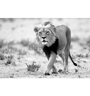 Poster: Leu alb-negru, deșertul Kalahari