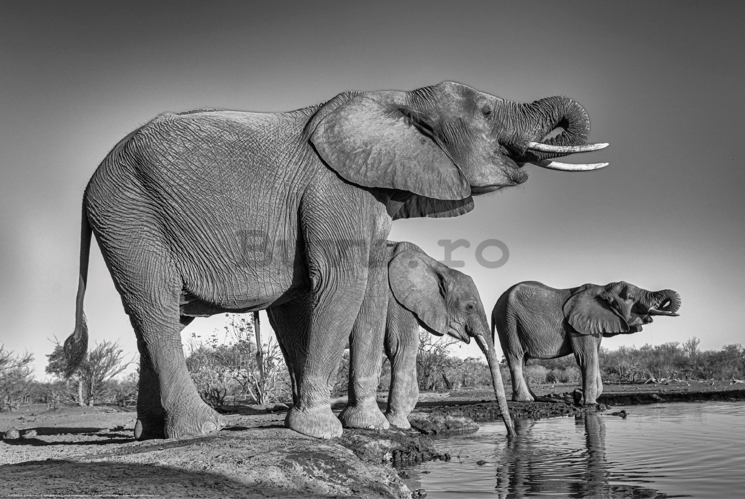 Poster: Elefanți la o groapă de apă