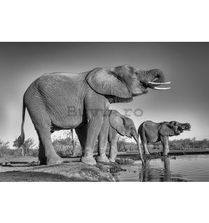 Poster: Elefanți la o groapă de apă