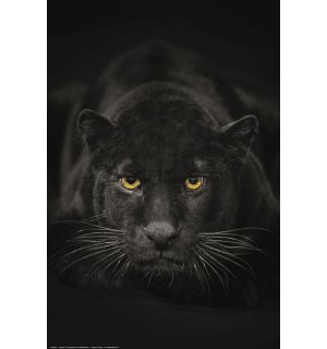 Poster: Black Panther (Alb-negru)