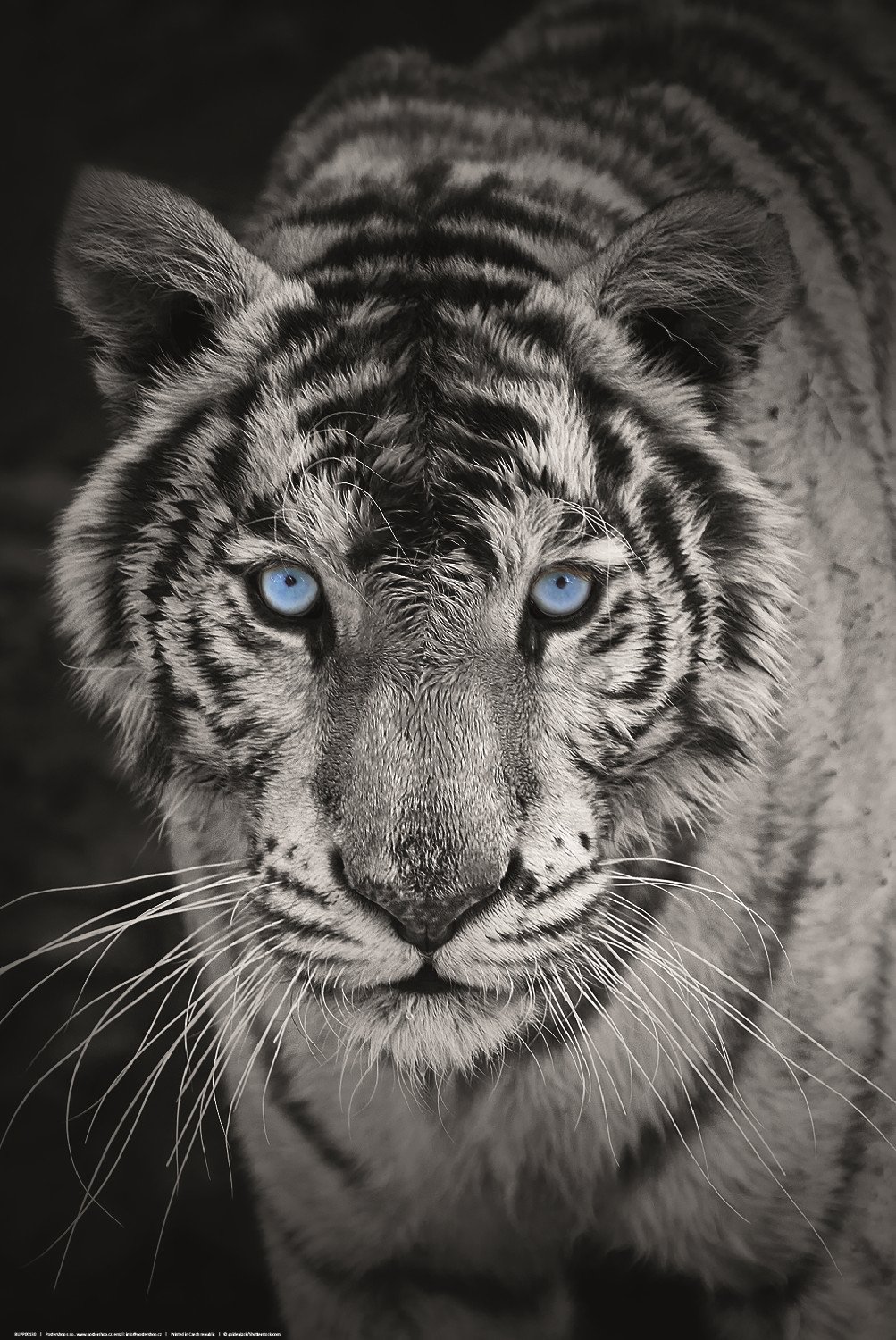 Poster: Tigru alb (alb-negru)