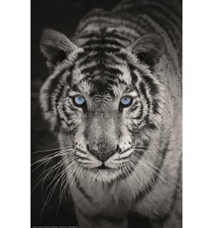 Poster: Tigru alb (alb-negru)