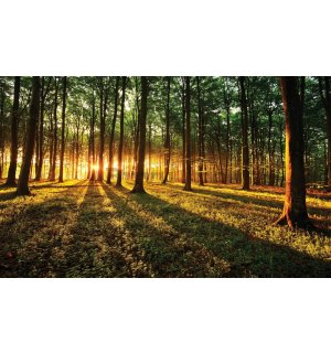 Fototapet: Apus de soare în pădure (3) - 368x254 cm