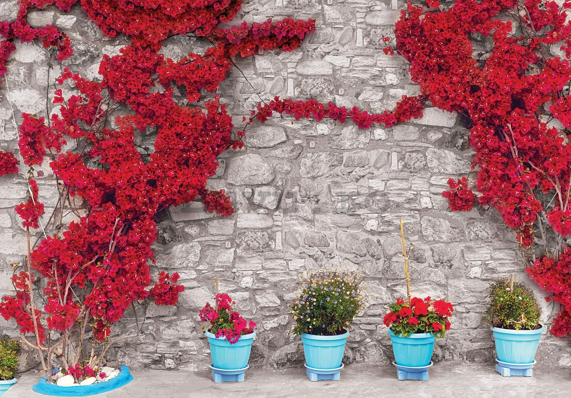 Fototapet vlies: Perete de flori roșii (1) - 416x254 cm