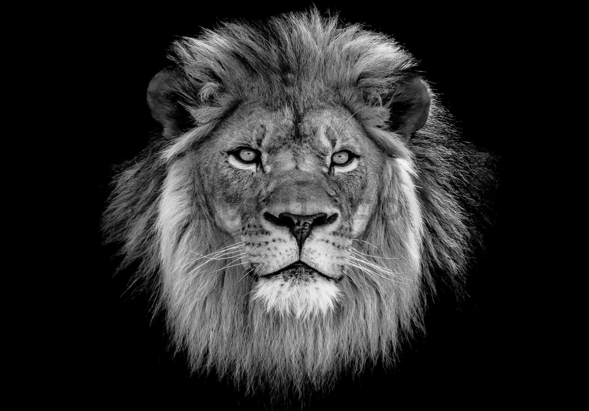 Fototapet vlies: Leu alb-negru - 152,5x104 cm