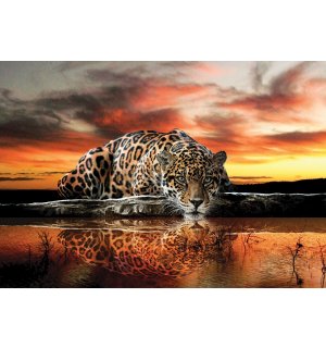 Fototapet vlies: Jaguar (1) - 416x254 cm