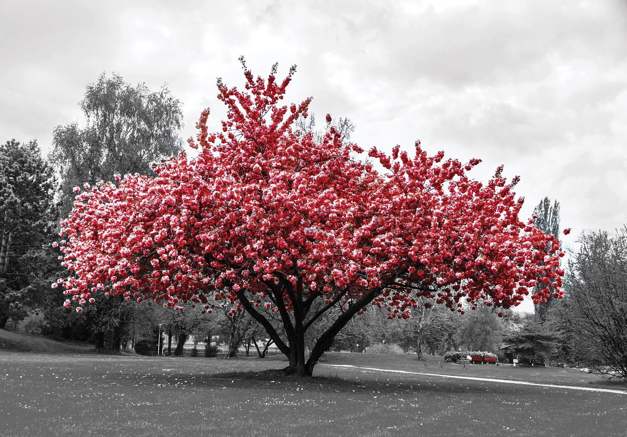 Fototapet vlies: Un copac înflorit - 254x184 cm