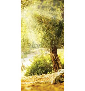 Fototapet vlies: Soare printre copaci - 100x211 cm