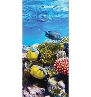 Fototapet vlies: Recif de corali - 100x211 cm